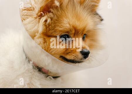 Süßer pommern in einem medizinischen Kragen Blick auf die Kamera. Kranker Hund. Nahaufnahme. Medizinischer Tierschutz. Stockfoto