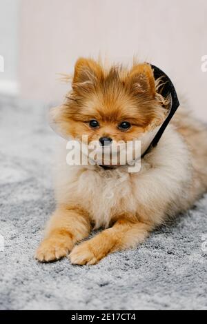 Niedlicher pommerischer Hund in einem elisabethanischen Schutzkragen nach der Operation liegt auf dem Boden. Stockfoto