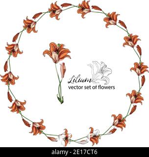 Blumenkränze aus den Blütenknospen der Lilie. Orange Lilie. Lily. Stock Vektor