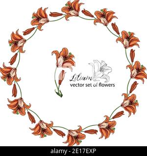 Blumenkränze aus den Blütenknospen der Lilie. Orange Lilie. Lily. Stock Vektor