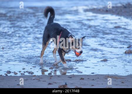 Dreifarbiger Border Collie Dog (Canis familiaris). Haustiere, Haustiere, Begleiter, Schäferhund Rasse. Holen, Ball im Mund tragen. Meerseite. Stockfoto