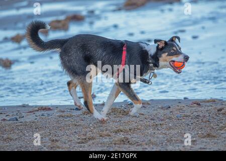 Dreifarbiger Border Collie Dog (Canis familiaris). Haustiere, Haustiere, Begleiter, Schäferhund Rasse. Holen, Ball im Mund tragen. Meerseite. Stockfoto