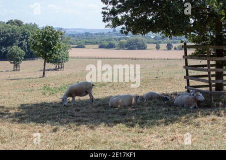 Sheep seen grazing and resting in the shade of a tree in the warm weather in the English landscape of summer drought. Stockfoto