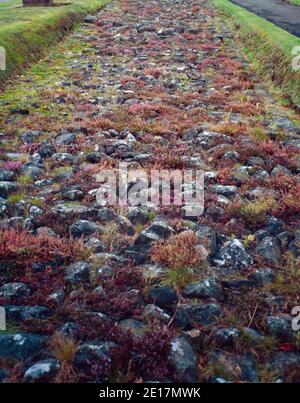 Antonine Wall bleibt in Bearsden, Schottland. Die Antonine Wall (Vallum Antonini), von den Römern über das, was jetzt ist der Central Belt of Scotland, zwischen dem Firth of Forth und dem Firth of Clyde, etwa 100km nördlich von der Hadrian Wall gebaut. Archivscan von einem Dia. September 1992. Stockfoto