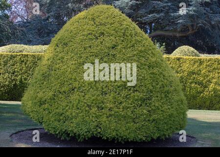 Konische Form topiary eines fein strukturierten Taxus baccata. Stockfoto