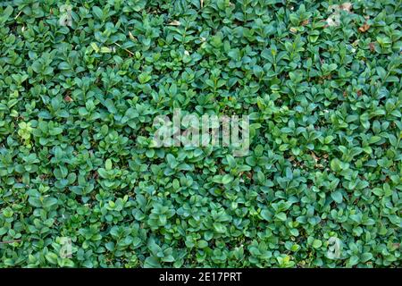 Nahaufnahme von kleinen Blättern von Buxus sempervirens. Stockfoto