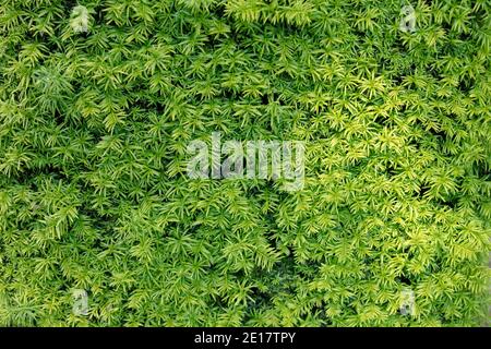 Nahaufnahme der feinen kleinen Blätter von Taxus baccata. Stockfoto