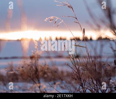 Sonnenuntergang scheint durch Gräser auf schneebedeckten Präriefeld in Winter Stockfoto