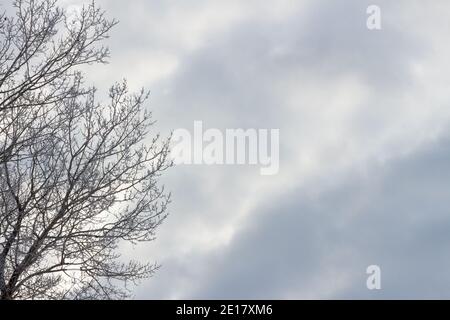 Baumzweige bedeckt mit Frost gegen einen trüben, launischen Himmel Stockfoto