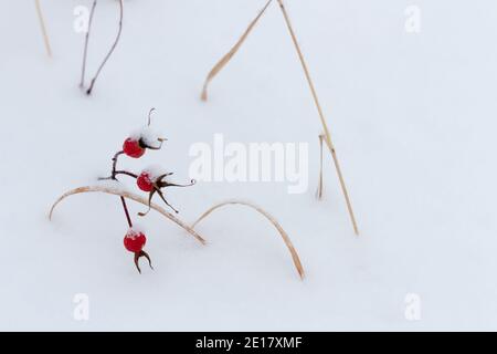 Frostbedeckte rote Hagebutten in schneebedeckter Landschaft Stockfoto