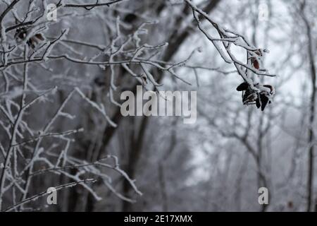 Weißer Frost bedeckte dunkle Äste im Wald mit Grau Himmel Stockfoto