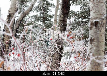 Frostbedeckte rote Hagebutten in schneebedeckter Landschaft Stockfoto