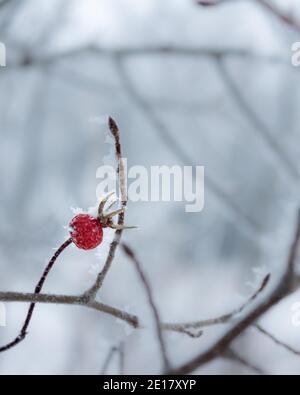 Frostbedeckte rote Hagebutten in schneebedeckter Landschaft Stockfoto