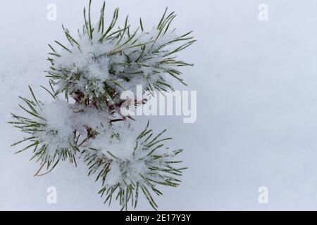 Junge Kiefer bedeckt mit Frost und Schnee aus nächster Nähe Stockfoto