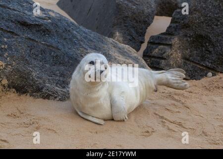 Graue Dichtung (Halichoerus grypus). Weiß beschichtet, Welpe, ruhend, liegend, Kopf angehoben, am Waxham Strand. Norfolk. Schutz hinter importiertem Granitfelsen. Stockfoto