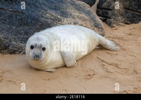 Graue Dichtung (Halichoerus grypus). Weiß beschichtet, Welpe, ruhend, liegend, Kopf angehoben, am Waxham Strand. Norfolk. Schutz hinter importierten Granitkochböden Stockfoto