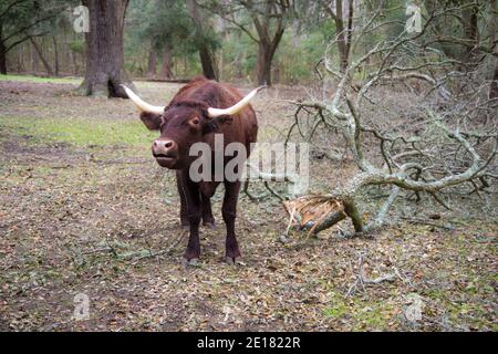 Red Devon Kuh grasen auf der Weide. Stockfoto
