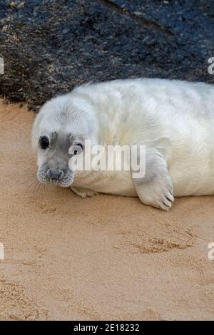 Graue Dichtung (Halichoerus grypus). Weiß beschichtet, Welpe, ruhend, liegend, Kopf angehoben, am Waxham Strand. Norfolk. Schutz hinter importiertem Granitfelsen. Stockfoto