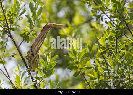 Zwergdommel (Ixobrychus minutus) Weibchen in Weidenbusch, Baden-Württemberg, Deutschland Stockfoto