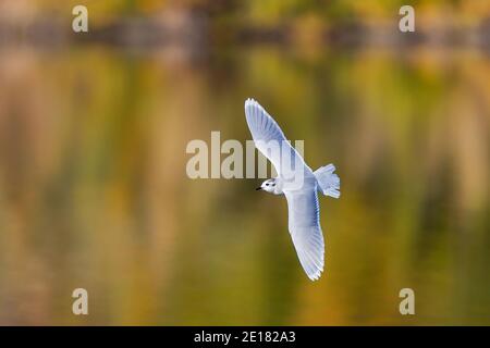 Zwergmöwe (Hydrocoloeus minutus) im nicht-brütenden Gefieder erwachsen, die im indischen Sommer in farbenfroher Herbstlandschaft fliegt, Baden-Württemberg, Deutschland Stockfoto