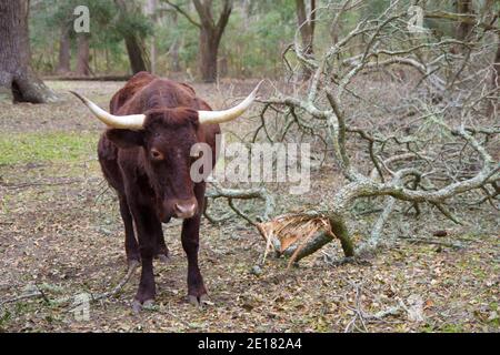 Red Devon Kuh grasen auf der Weide. Stockfoto