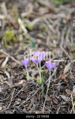 Violett-violetter Frühkrokus (Crocus tommasinianus) Whitewell Purple blüht im März in einem Garten Stockfoto