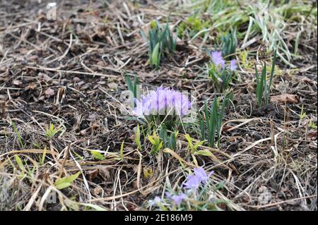 Violett-violetter Frühkrokus (Crocus tommasinianus) Whitewell Purple blüht im März in einem Garten Stockfoto