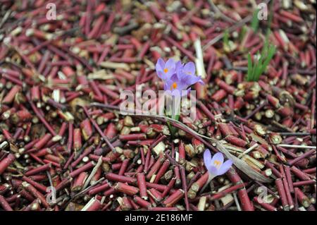 Violett-violetter Frühkrokus (Crocus tommasinianus) Whitewell Purple blüht im Februar in einem Garten Stockfoto