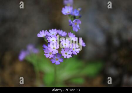 Rebun Hepatica (Primula farinosa subsp. Modesta var. matsumurae) in Rebun Island, Hokkaido, Japan Stockfoto