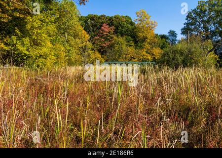 Herbst Feuchtgebiete Landschaft. Lebendiges Herbstlaub im historischen Bridges Park in Battle Creek, Michigan. Stockfoto