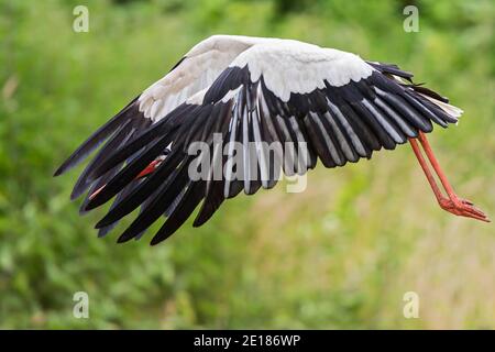 Weißer Storch (Ciconia ciconia) Erwachsener, der fliegt und durch die Lücke in den Flugfedern schaut, Baden-Württemberg, Deutschland Stockfoto