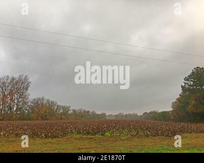 Burke County, GA USA - 12 15 20: Baumwollfarm im ländlichen Georgien im Herbst Stockfoto