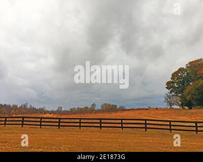 Burke County, GA USA - 12 15 20: Kühe auf einer Weide grasen in der Ferne Stockfoto