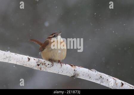 Ein Carolina-Zaunkönig Thryothorus ludovicianus, der auf einem Ast steht Ein Winterschneesturm Stockfoto