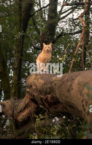 Ronald die Katze Klettern große Bäume Stockfoto