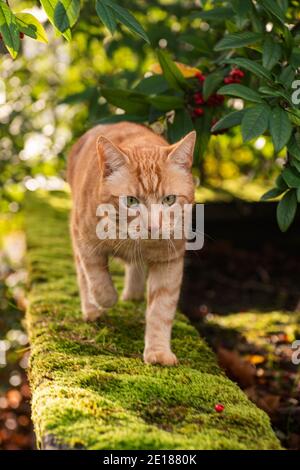 Ronald die Katze, die an der Mauer entlang geht Stockfoto