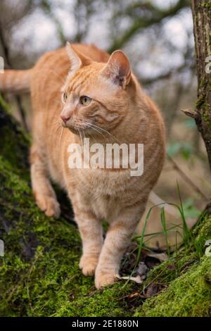 Ronald Die Katze Bäume Klettern Stockfoto