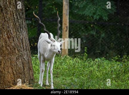 Albino-Schwarzbock auf dem Feld stehend. Stockfoto