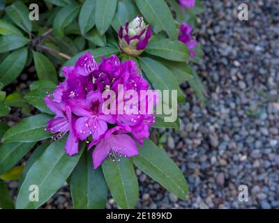 Rhododendron, rosa Blume, Draufsicht, mit grünen Blättern und Kopierraum, von oben betrachtet, in der Natur im Freien Stockfoto