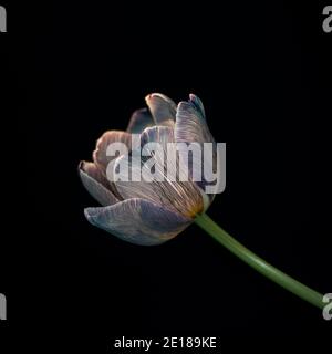 Öffnen Tulpenblume vor schwarzem Hintergrund, eine Blume, symbolisiert den Beginn des Frühlings Stockfoto