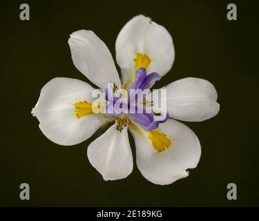 Afrikanische Iris, Dietes iridioides, auf schwarzem Hintergrund, Ansicht von oben. Diese zierpflanze in der Familie Iridaceae die Blumen nur einen Tag dauern. Stockfoto