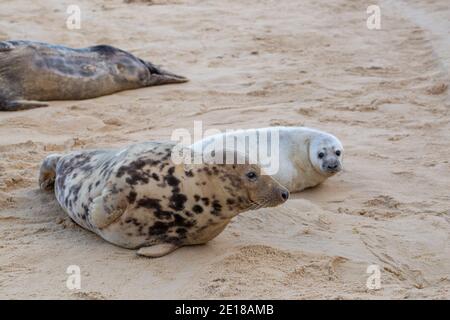 Graue Dichtung (Halichoerus grypus). Kuh, Weibchen, Mutter, mit Welpen hinten neben, am Sandstrand. Winter. Dezember. Waxham Beach. Norfolk. Stockfoto