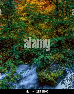 South Fork, McKenzie River, Waldo Lake Wilderness, Willamette-Deschutes National Forest, Oregon Stockfoto