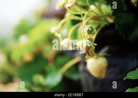 Blüte der Erdbeere auf dem Bauernhof mit dem Sonnenaufgang. Stockfoto