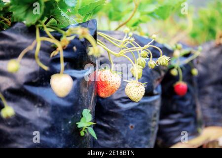 Erdbeere in Bauernhof mit dem Sonnenaufgang. Stockfoto
