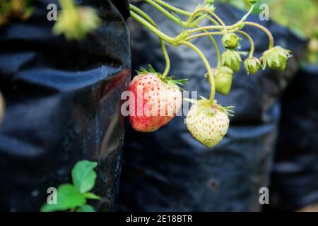 Erdbeere auf Baum im Hof mit dem Sonnenaufgang. Stockfoto