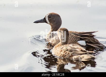 Ein Paar blaugeflügelter Spatula-Diskotheken für Männer und Frauen. Schwimmen in einem Sumpfteich im Zentrum von Alberta, Kanada. Stockfoto