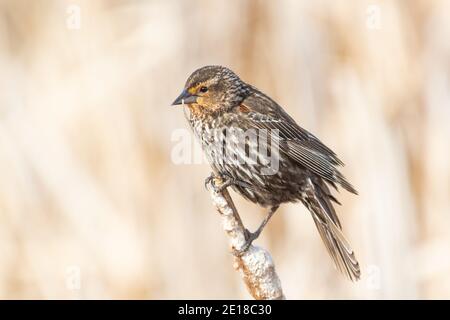 Eine weibliche Rotflügelamsel, Agelaius phoeniceus, thront im Frühjahr auf einem Katzenschwanzkernkopf in einem Sumpfgebiet in Zentral-Alberta, Kanada. Stockfoto