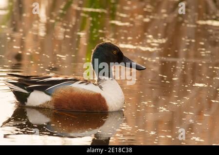 Eine einzelne männliche nördliche Schaufelente, Spatula clypeata, mit Brutgefieder, in einem Teich in Zentral-Alberta, Kanada. Stockfoto