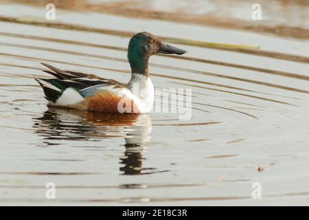 Eine einzelne männliche nördliche Schaufelente, Spatula clypeata, mit Brutgefieder, in einem Teich in Zentral-Alberta, Kanada. Stockfoto